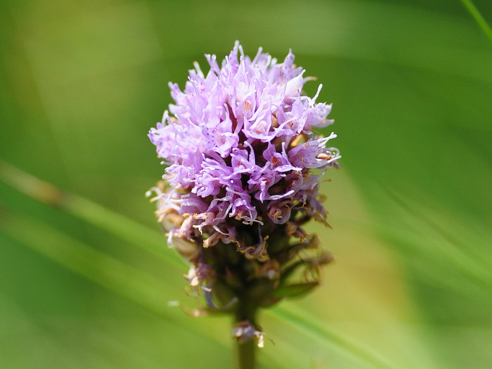 Traunsteinera globosa